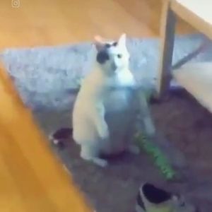 Meet your Posher, Adam